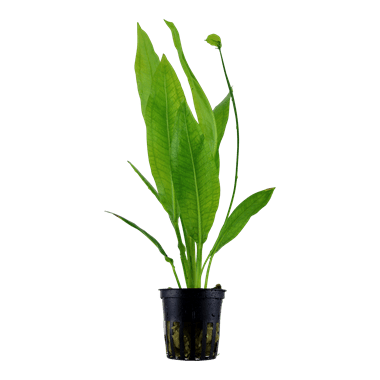 Echinodorus grisebachii 'Bleherae' - Potted Amazon Sword - Planted Aquaria