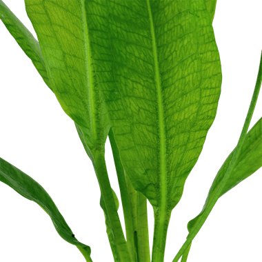 Echinodorus grisebachii 'Bleherae' - Potted Amazon Sword - Planted Aquaria