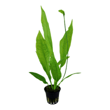 Echinodorus grisebachii 'Bleherae' - Potted Amazon Sword - Planted Aquaria