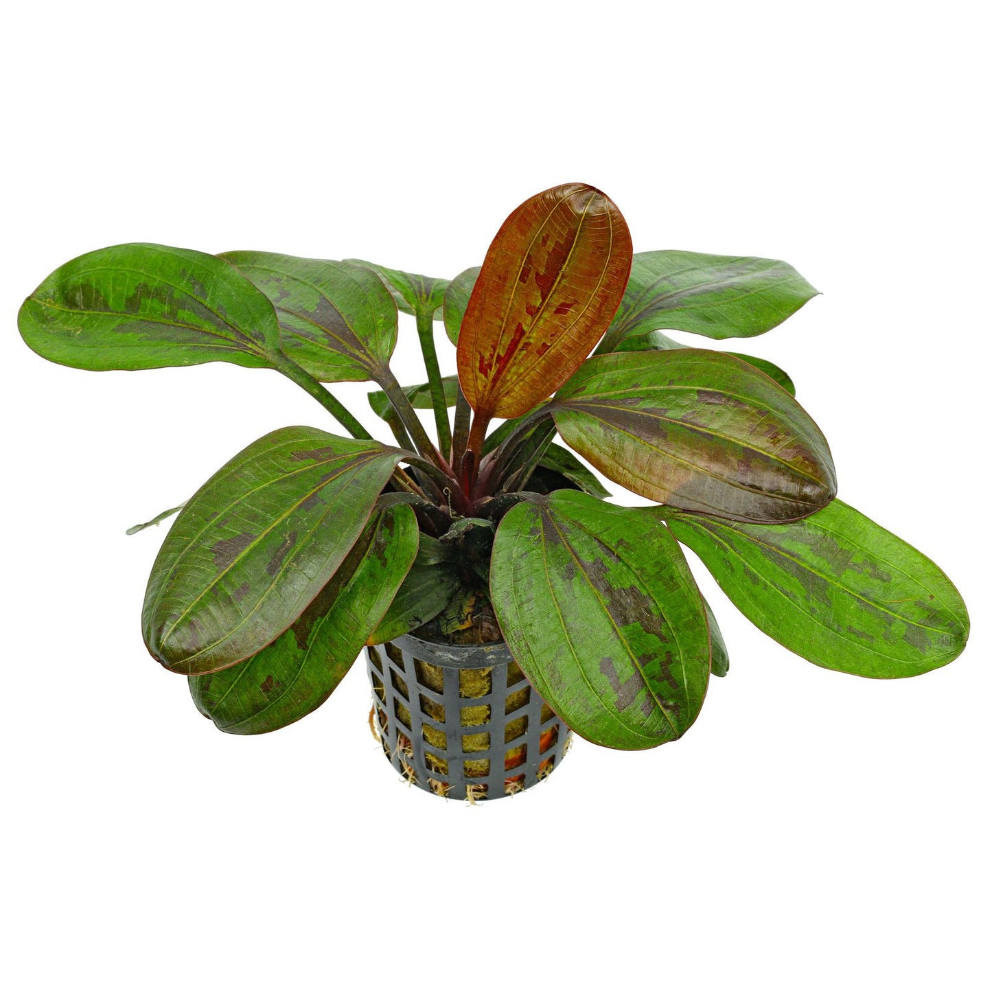 Echinodorus 'Hadi Red Pearl' - Potted - Planted Aquaria