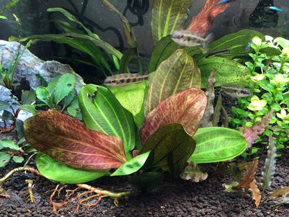 Echinodorus 'Hadi Red Pearl' - Potted - Planted Aquaria