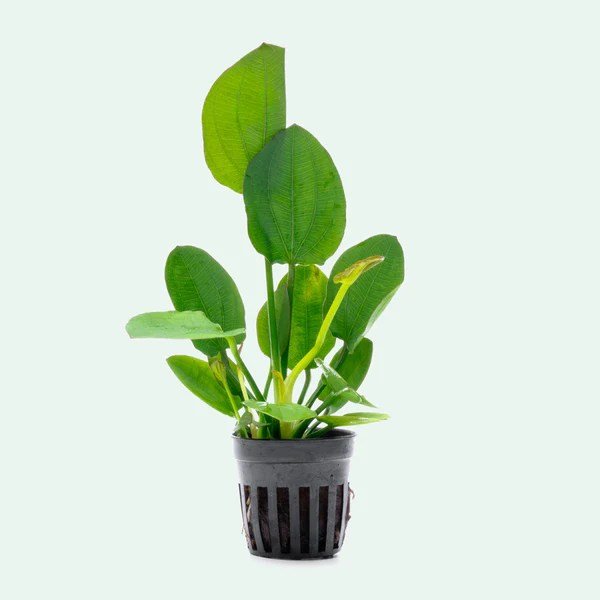 Echinodorus Horizontalis - Potted - Planted Aquaria