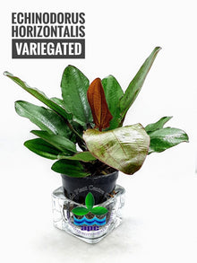 Echinodorus Horizontalis Variegated - Potted - Planted Aquaria