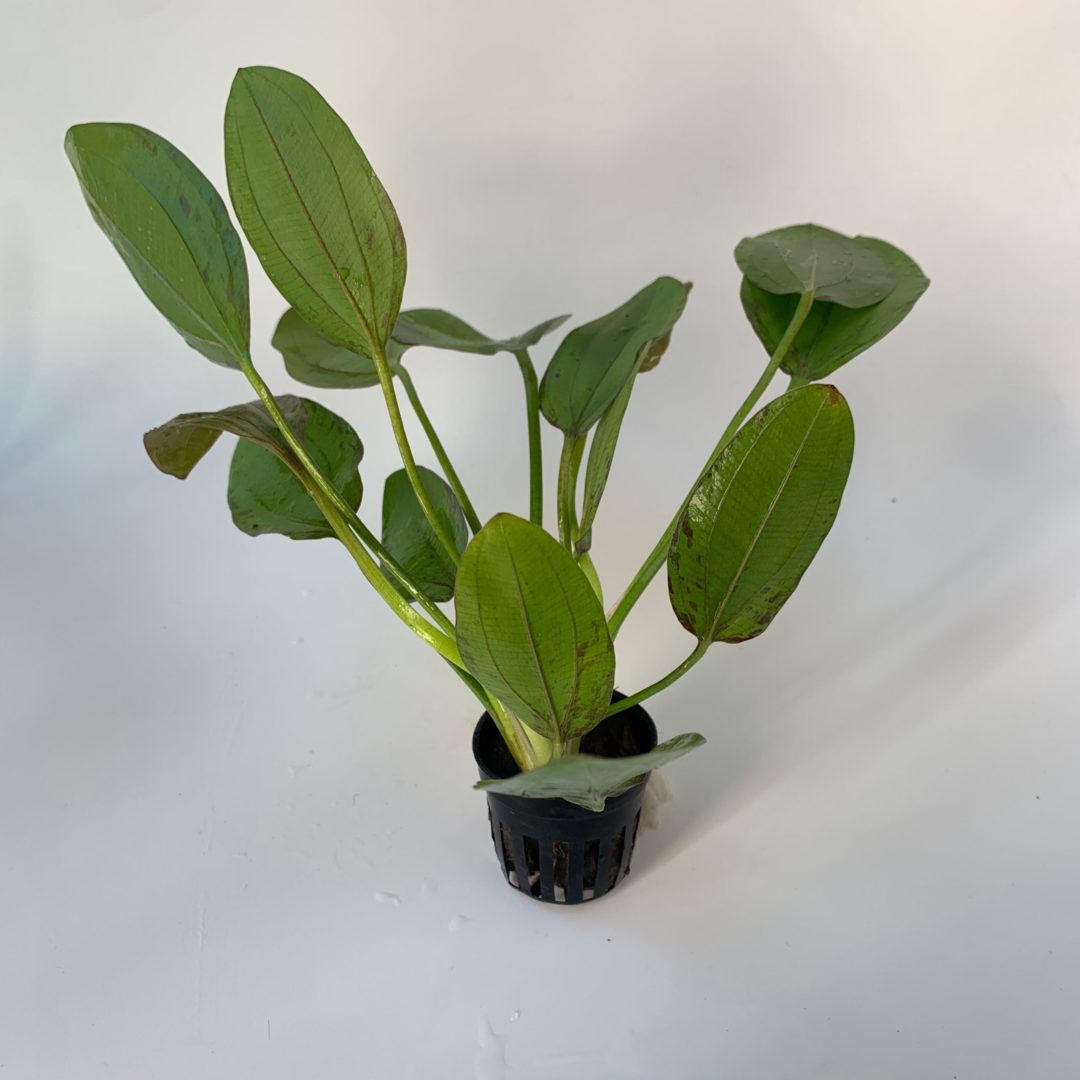 Echinodorus Impai - Potted - Planted Aquaria