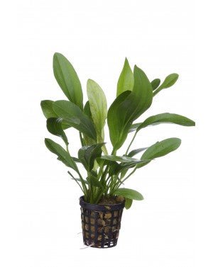 Echinodorus Jaguar - Potted - Planted Aquaria