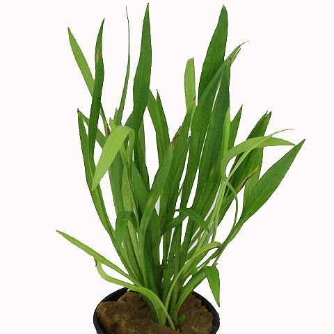Echinodorus latifolius - Potted - Planted Aquaria
