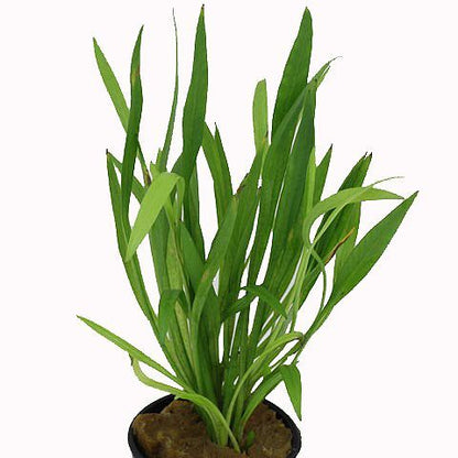 Echinodorus latifolius - Potted - Planted Aquaria