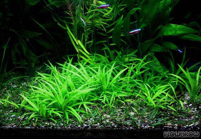 Echinodorus latifolius - Potted - Planted Aquaria