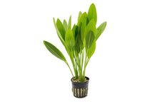 Echinodorus muricatus - Potted - Planted Aquaria