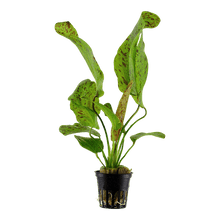 Echinodorus Ozelot Green - Potted - Planted Aquaria