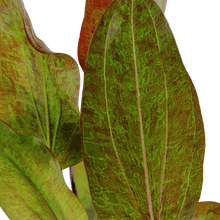 Echinodorus 'Ozelot' - Potted - Planted Aquaria