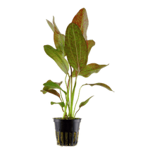 Echinodorus 'Ozelot' - Potted - Planted Aquaria