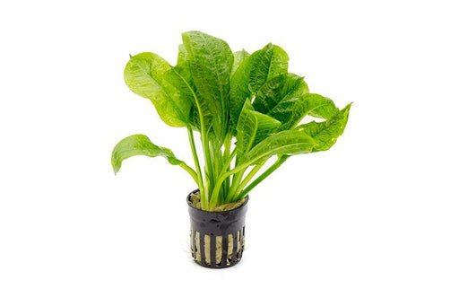 Echinodorus Parviflorus - Potted - Planted Aquaria