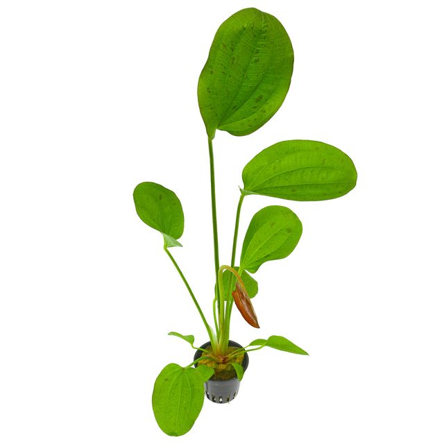 Echinodorus Paul Kloecker - Potted - Planted Aquaria
