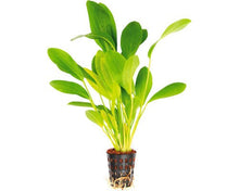Echinodorus Python - Potted - Planted Aquaria