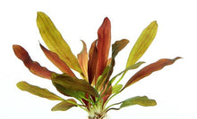 Echinodorus Red Chameleon - Potted - Planted Aquaria