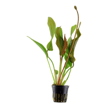 Echinodorus 'Red Diamond' - Potted - Planted Aquaria