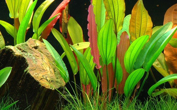 Echinodorus 'Red Diamond' - Potted - Planted Aquaria