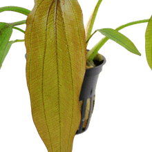 Echinodorus 'Red Diamond' - Potted - Planted Aquaria