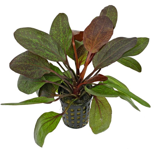 Echinodorus 'Red Flame' - Potted - Planted Aquaria