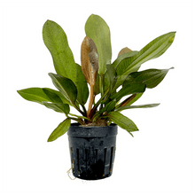 Echinodorus Red Phoenix - Potted - Planted Aquaria