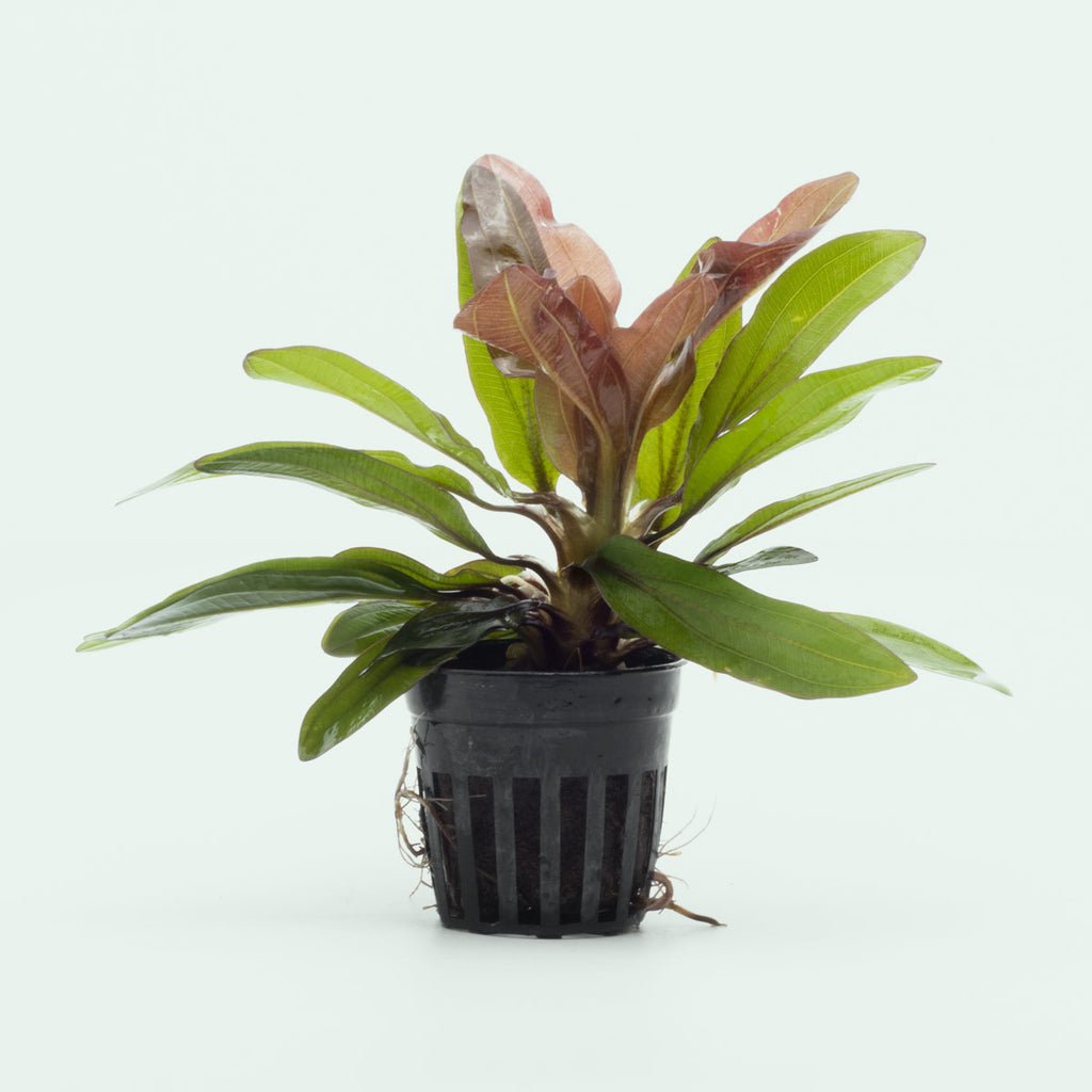 Echinodorus Red Rubin - Potted - Planted Aquaria
