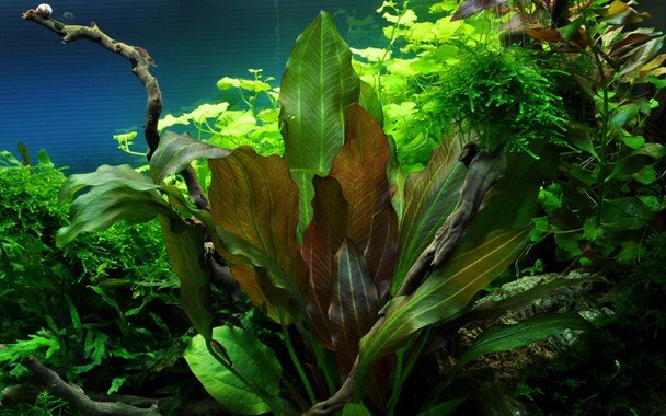 Echinodorus 'Reni' - Potted - Planted Aquaria