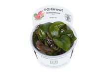 Echinodorus 'Reni' - Tropica TC - Planted Aquaria