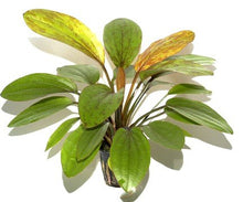 Echinodorus Rose - Potted - Planted Aquaria
