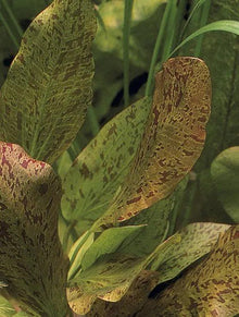 Echinodorus Rose - Potted - Planted Aquaria