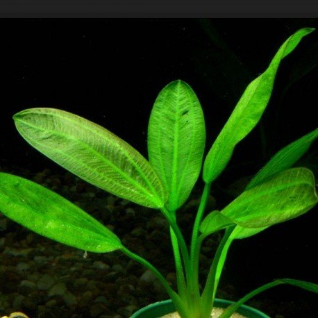 Echinodorus Scaber - Potted - Planted Aquaria