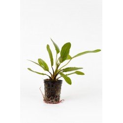 Echinodorus Scaber - Potted - Planted Aquaria