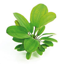 Echinodorus Small Bear - Potted - Planted Aquaria