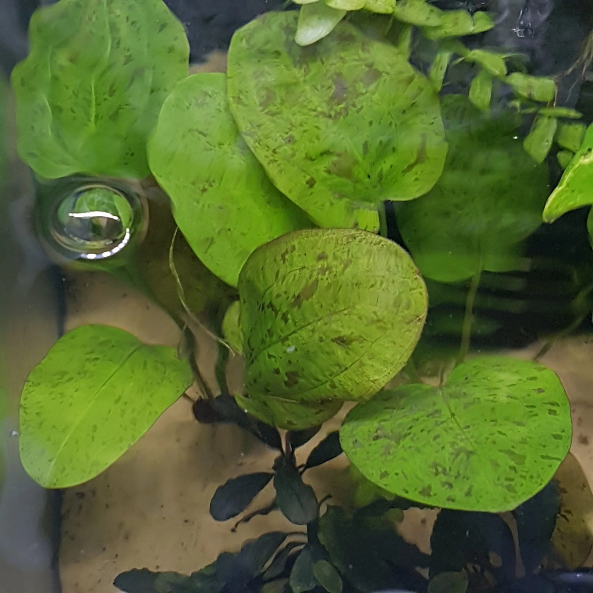 Echinodorus 'Spotted harbich' - Potted - Planted Aquaria