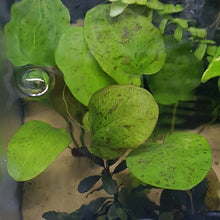Echinodorus 'Spotted harbich' - Potted - Planted Aquaria