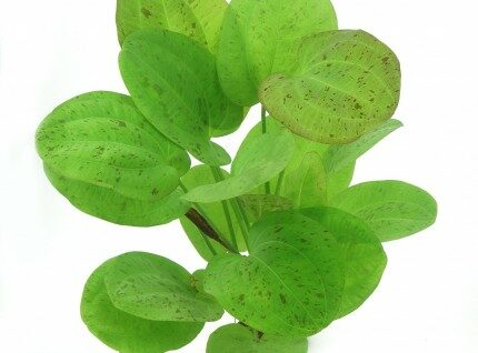 Echinodorus 'Spotted harbich' - Potted - Planted Aquaria
