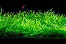 Echinodorus Tenellus - ADA TC - Planted Aquaria