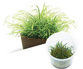 Echinodorus Tenellus - ADA TC - Planted Aquaria
