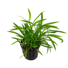 Echinodorus tenellus - Potted - Planted Aquaria