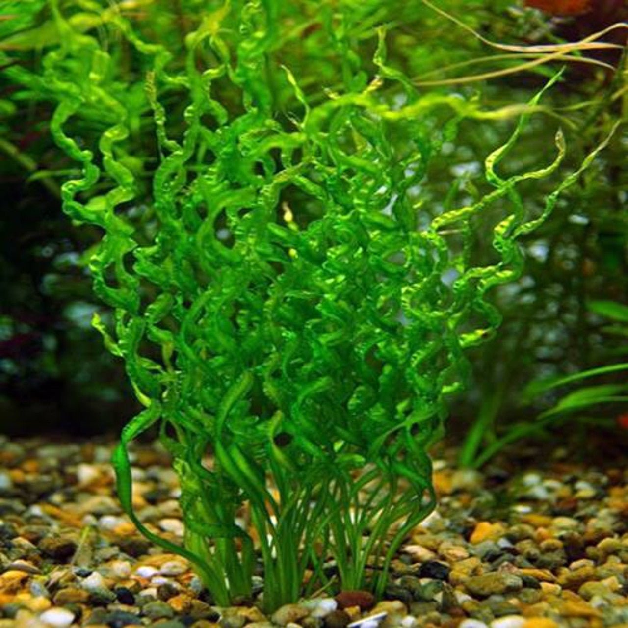 Echinodorus vesuvius - Potted - Planted Aquaria