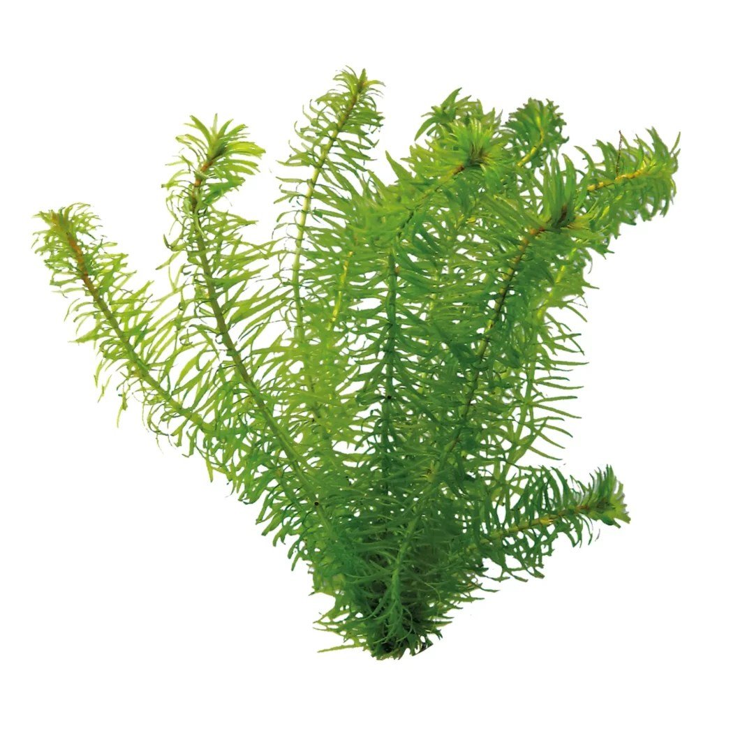 Egeria Najas - Ceramic Ring - Planted Aquaria