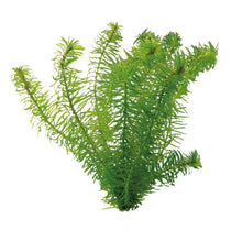 Egeria Najas - Ceramic Ring - Planted Aquaria
