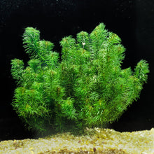 Egeria Najas - Ceramic Ring - Planted Aquaria