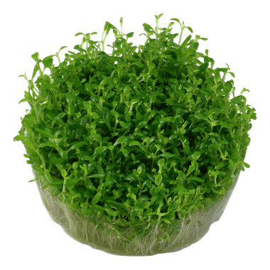 Elatine hydropiper - Tropica TC - Planted Aquaria