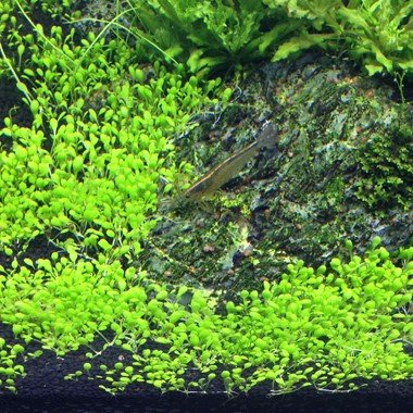 Elatine hydropiper - Tropica TC - Planted Aquaria
