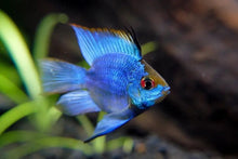 Electric Blue Balloon Ram - Planted Aquaria