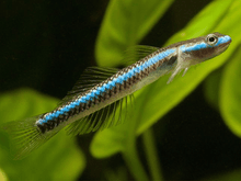 Electric Blue Goby - Planted Aquaria
