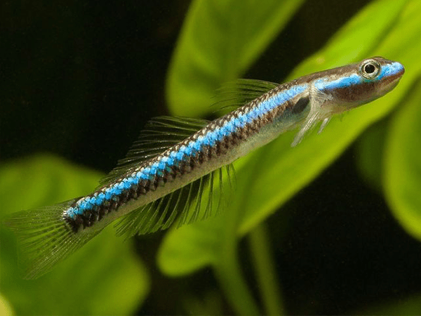 Electric Blue Goby - Planted Aquaria