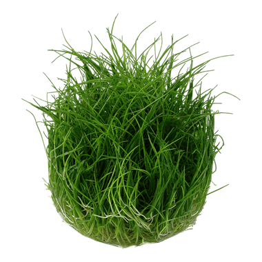 Eleocharis acicularis 'Mini' - Tropica TC - Planted Aquaria