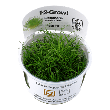 Eleocharis acicularis 'Mini' - Tropica TC - Planted Aquaria